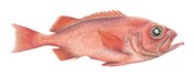 Deep Sea Red Fish