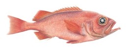 Deep Sea Red Fish